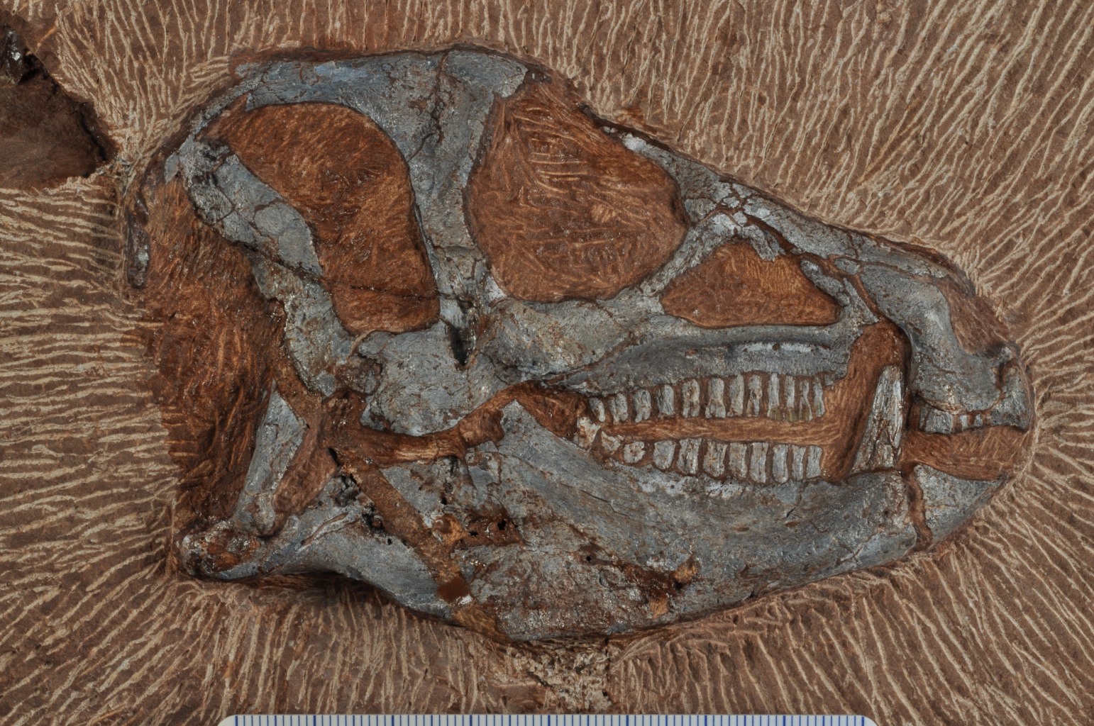 Little dinosaur goes to France for a big x-ray